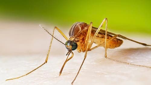 West Nile Virus Detected in Egg Harbor Township Mosquitoes