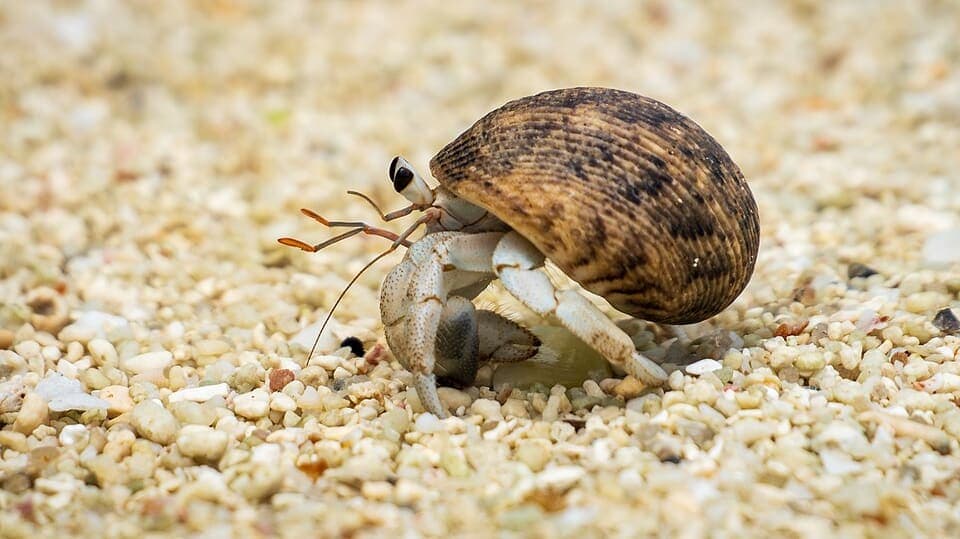 PETA Wants Ocean City to Swap Live Hermit Crabs for Robots