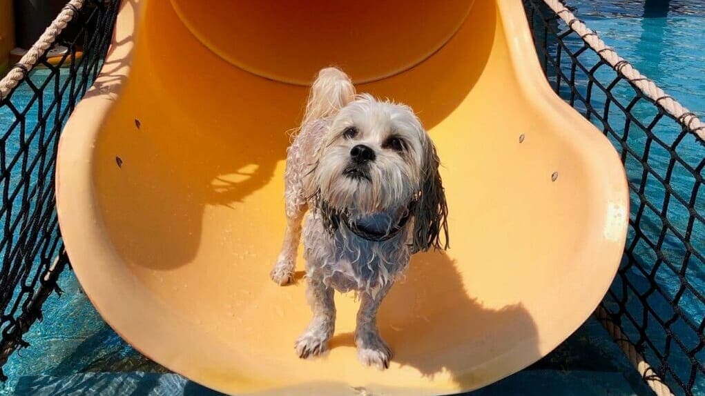 Morey’s Piers Bringing Puppapalooza Back to Wildwood in September