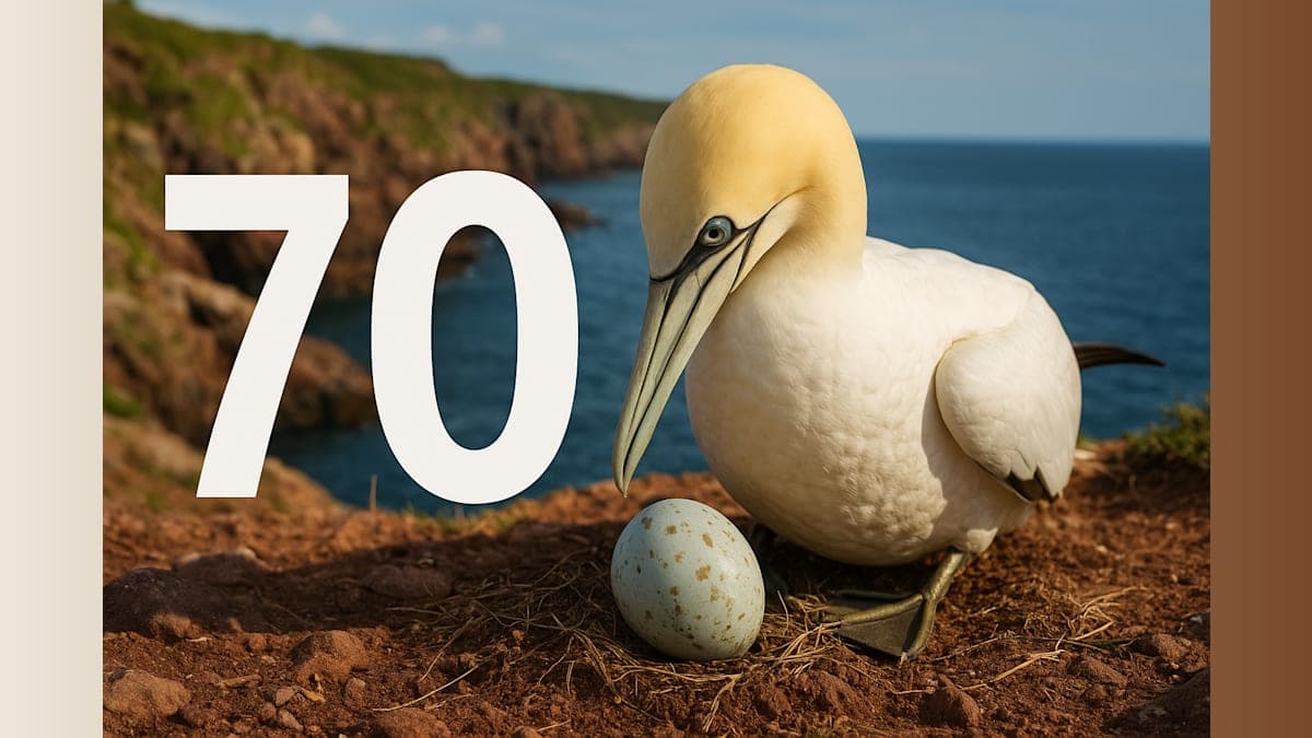 Forever Chemicals Drop 70% in Seabird Eggs After Regulations