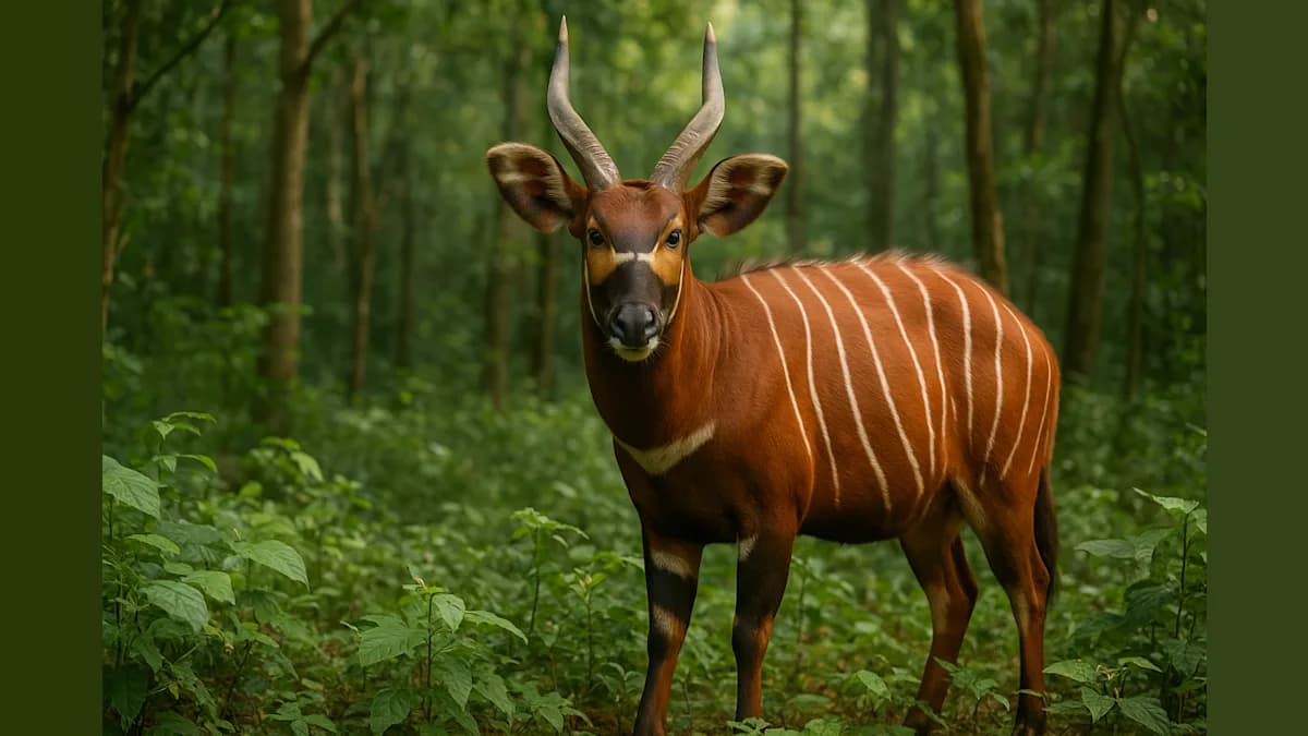Rare Mountain Bongos Rediscovered in Kenyan Forest