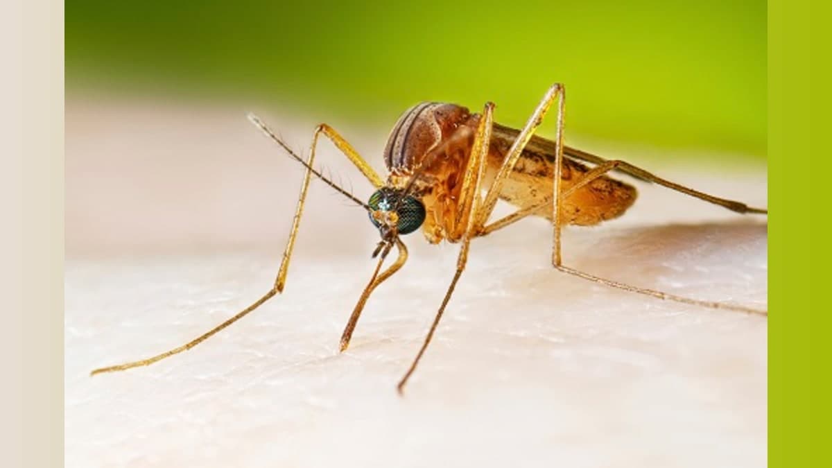 West Nile Virus Detected in Egg Harbor Township Mosquitoes