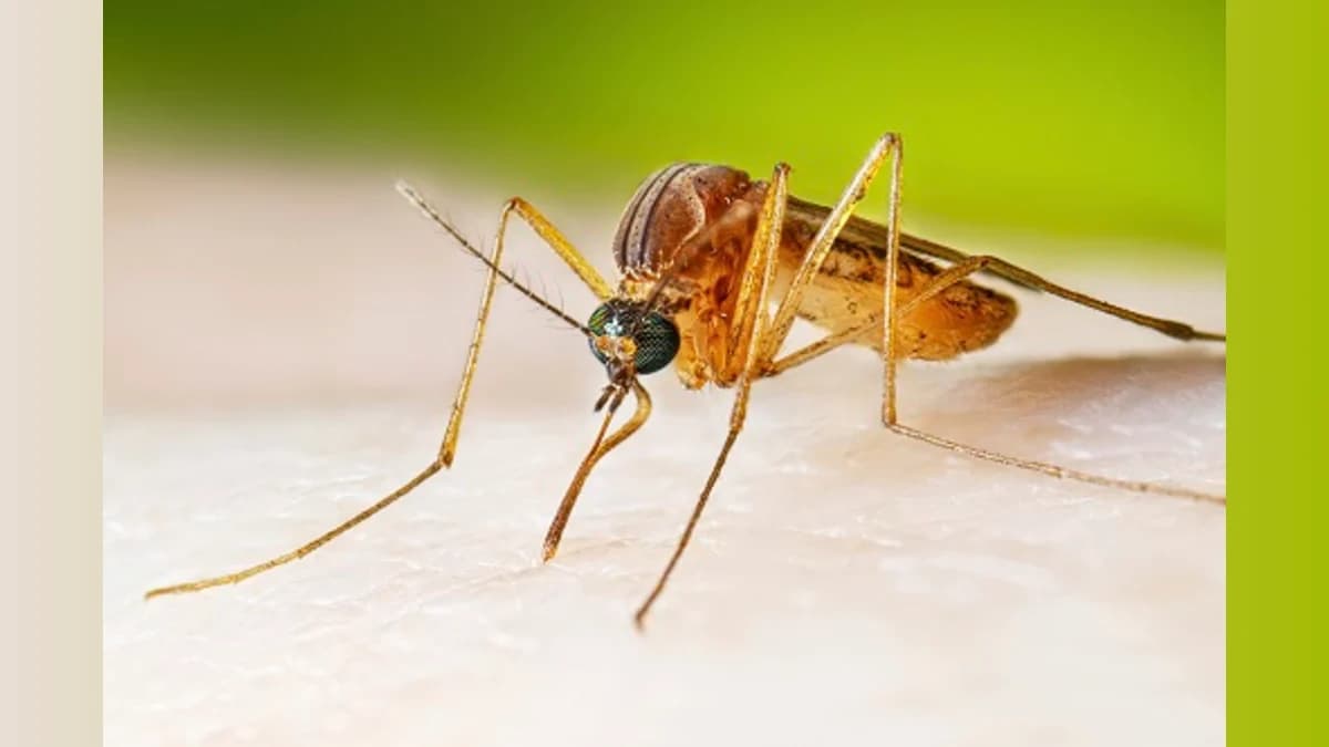 West Nile Virus Detected in Egg Harbor Township Mosquitoes