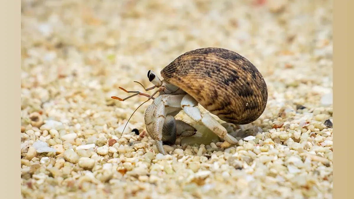 PETA Wants Ocean City to Swap Live Hermit Crabs for Robots