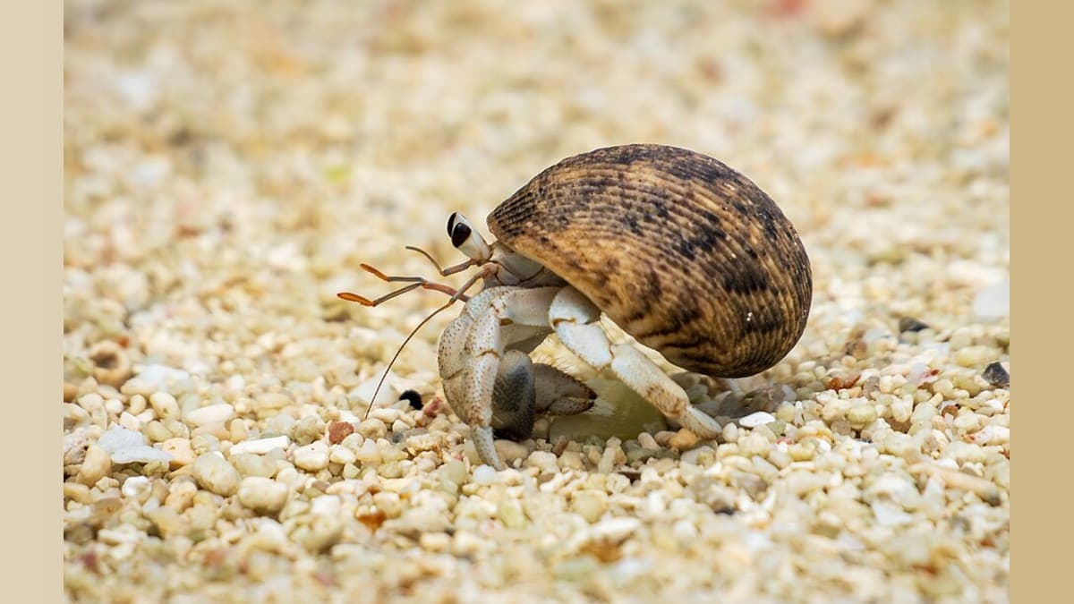 PETA Wants Ocean City to Swap Live Hermit Crabs for Robots
