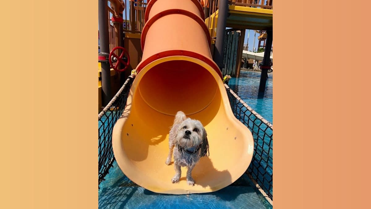 Morey’s Piers Bringing Puppapalooza Back to Wildwood in September